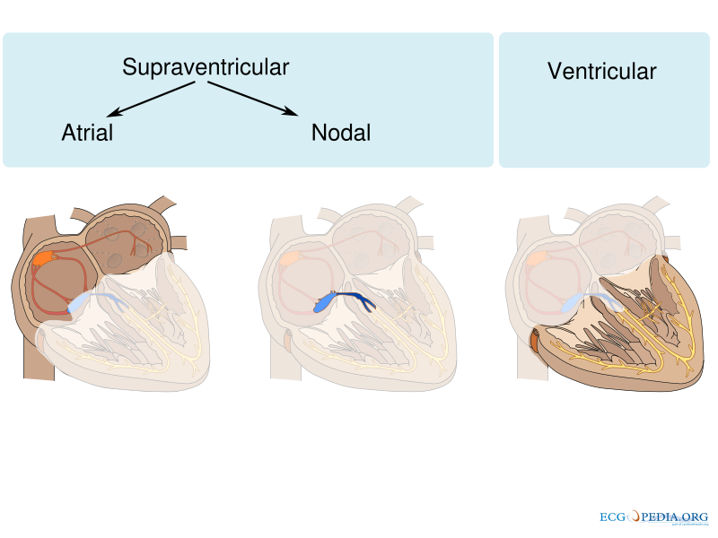 Bestand:Atrial ventricular.svg