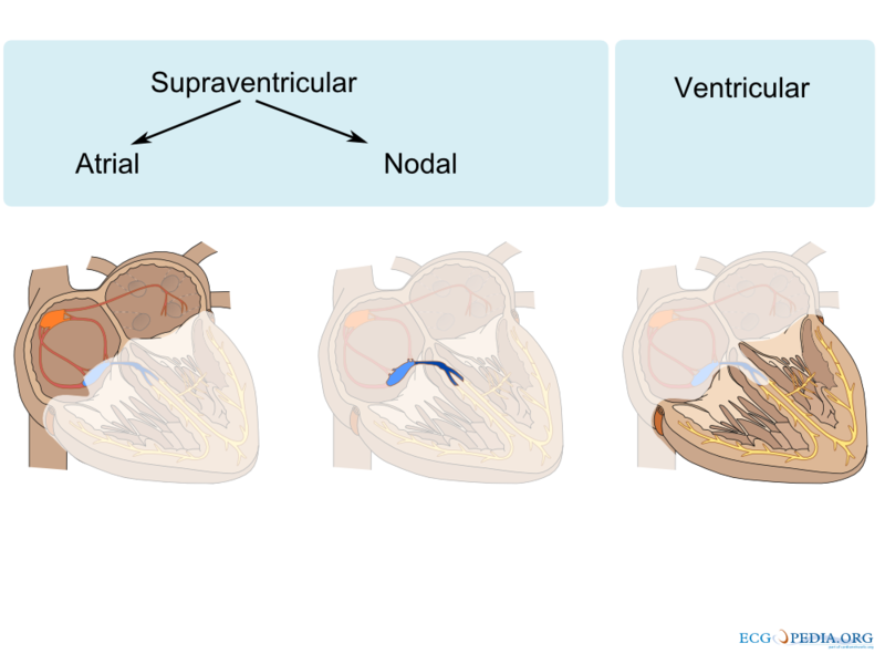 Bestand:Atrial ventricular.png