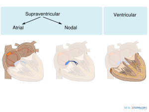 Atrial ventricular.svg