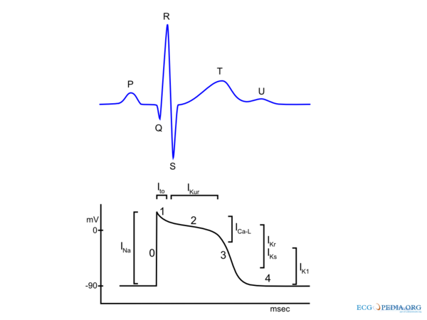 action-potential-ecgpedia