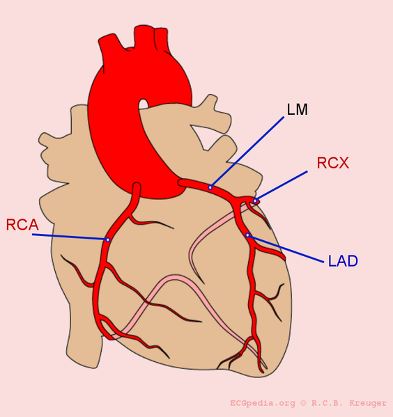 File:Coronary anatomy.png
