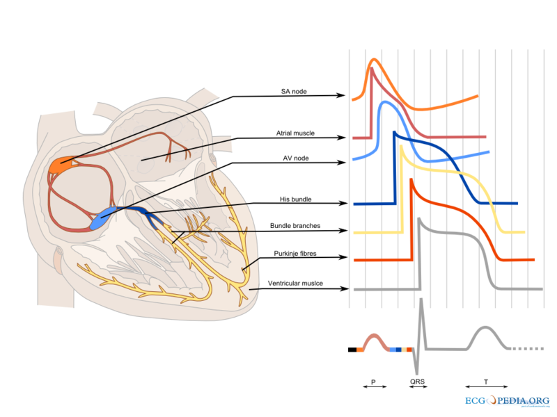 Bestand:PQRS conduction.png