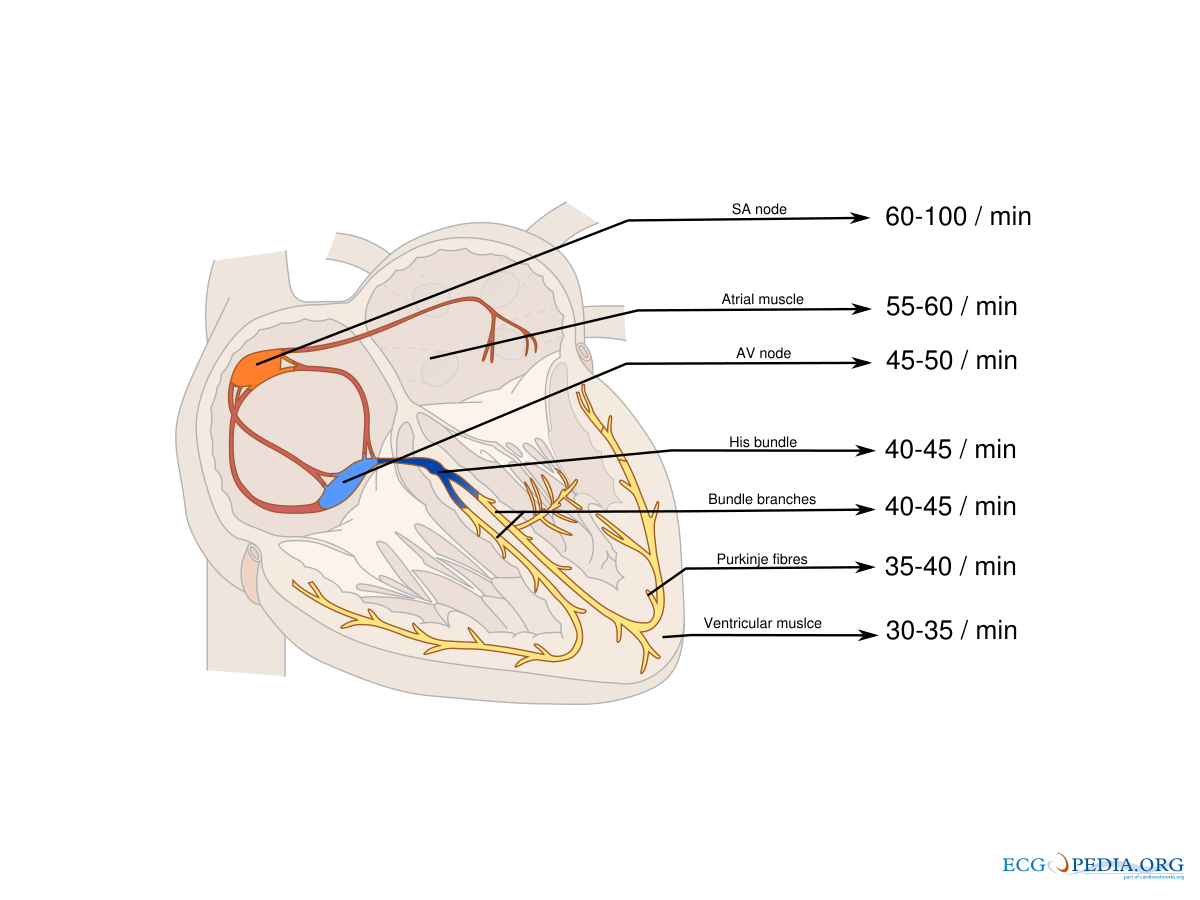 file-pacemaker-rates-svg-ecgpedia