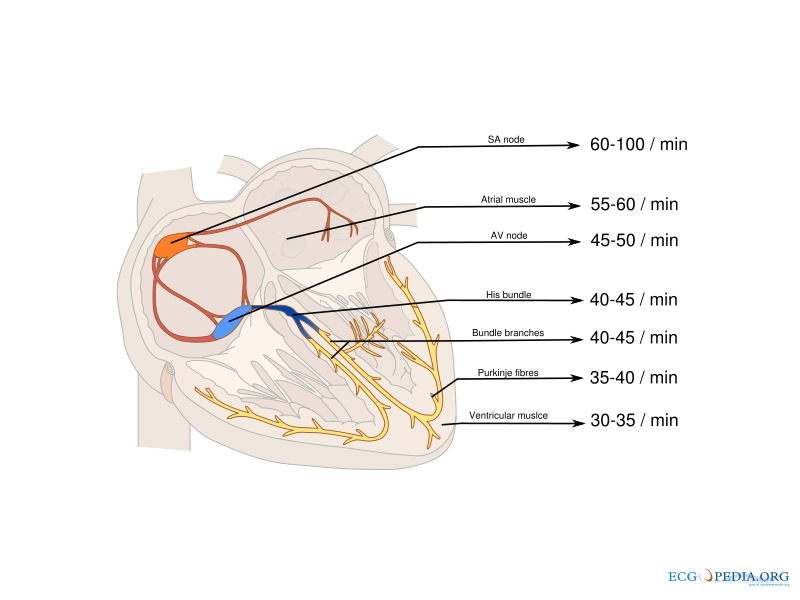 File:Pacemaker rates.svg